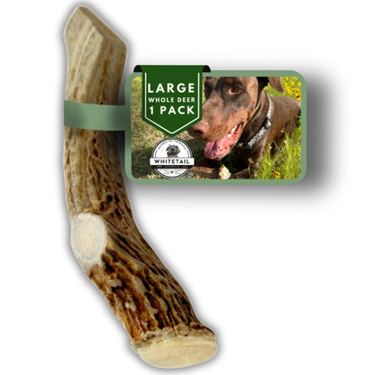 WhiteTail Naturals - Deer Antlers for Large Dogs - Long Lasting Antler Dog Chews - Crafted in USA Naturally Shed Antler Dog Bones for Aggressive Chewers (Large (Pack of 1))